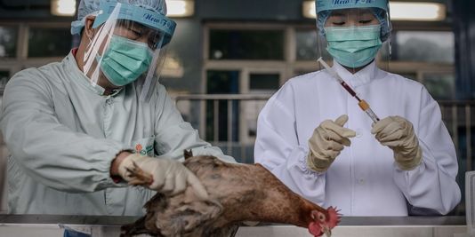 Trung Quốc tiếp tục ghi nhận thêm 2 ca nhiễm virus cúm A H7N9
